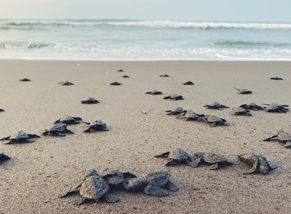 De mil filhotes de tartarugas marinhas, apenas um chega à idade adulta | Comportamento | Vida de Bicho