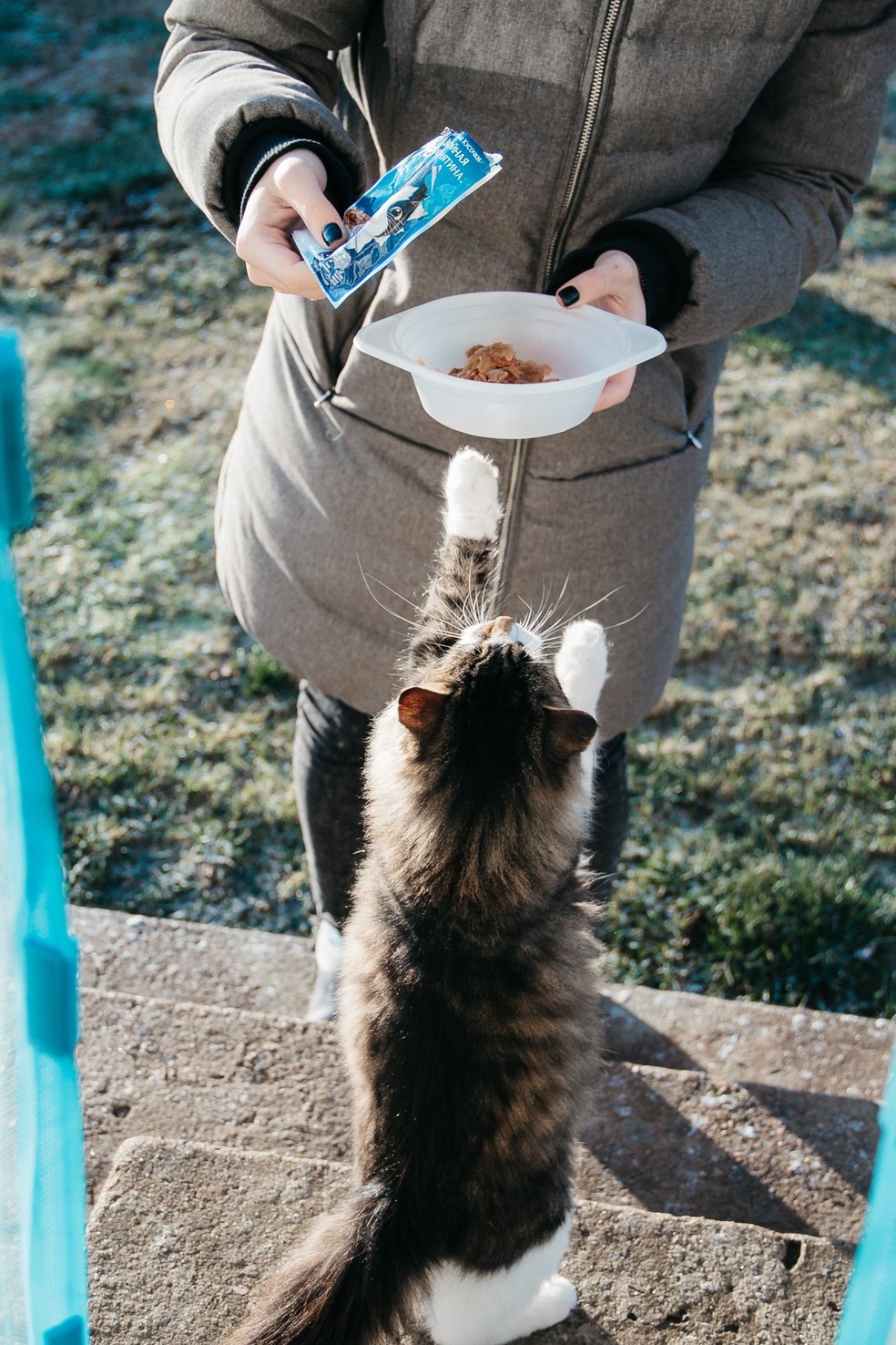Para gatos adultos em dieta exclusivamente úmida, pode ser ofertado um sachê inteiro por refeição, e quatro ou cinco sachês ao dia — Foto: Pexels/ NastyaSensei/ Creative Commons