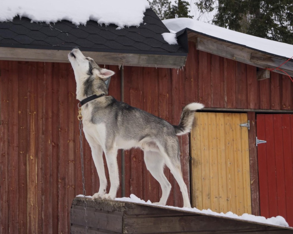 O uivo é um tipo de vocalização mais comum entre algumas raças de cachorros — Foto: Canva/ CreativeCommons