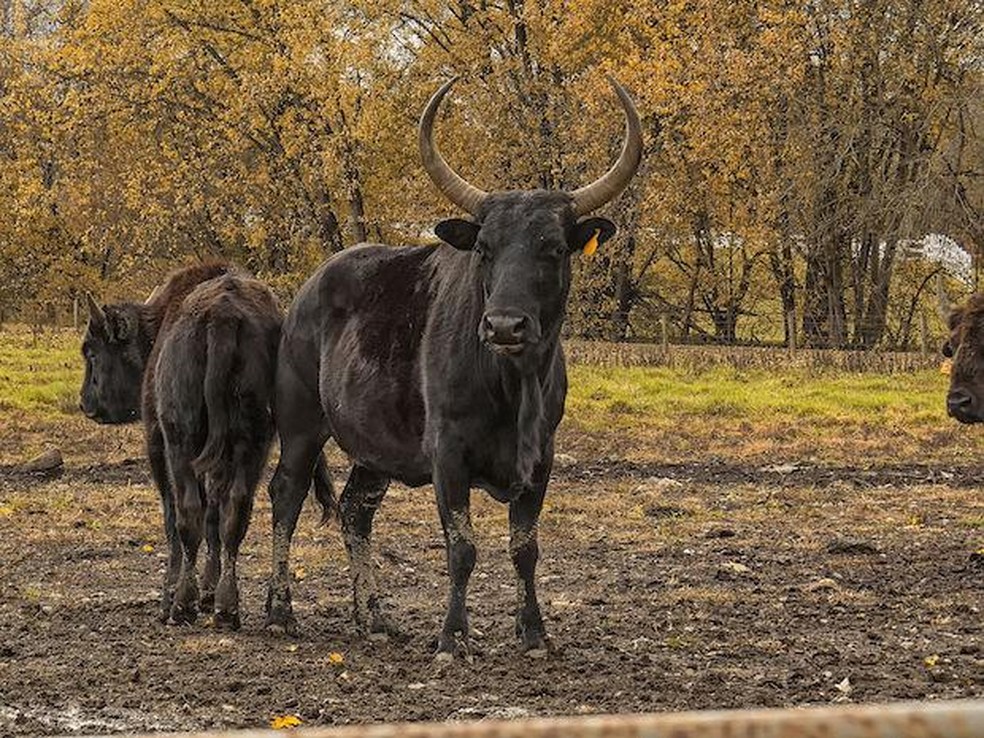 Os beefalos produzem carne mais magra e saborosa como o búfalo, mas são mais dóceis e fáceis de criar, como o gado doméstico — Foto: ( Mark Spearman/ Wikimedia Commons/ CreativeCommons)