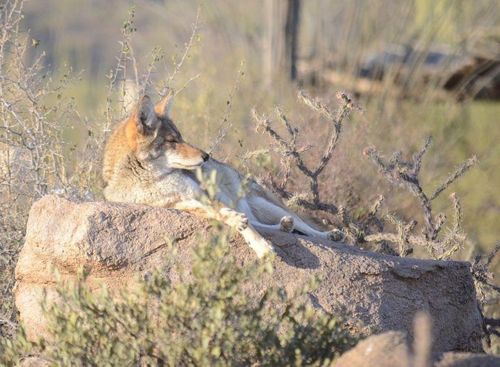 Coiote – Canis latrans — Foto: ( Btcgeek/ Wikimedia Commons/ CreativeCommons)