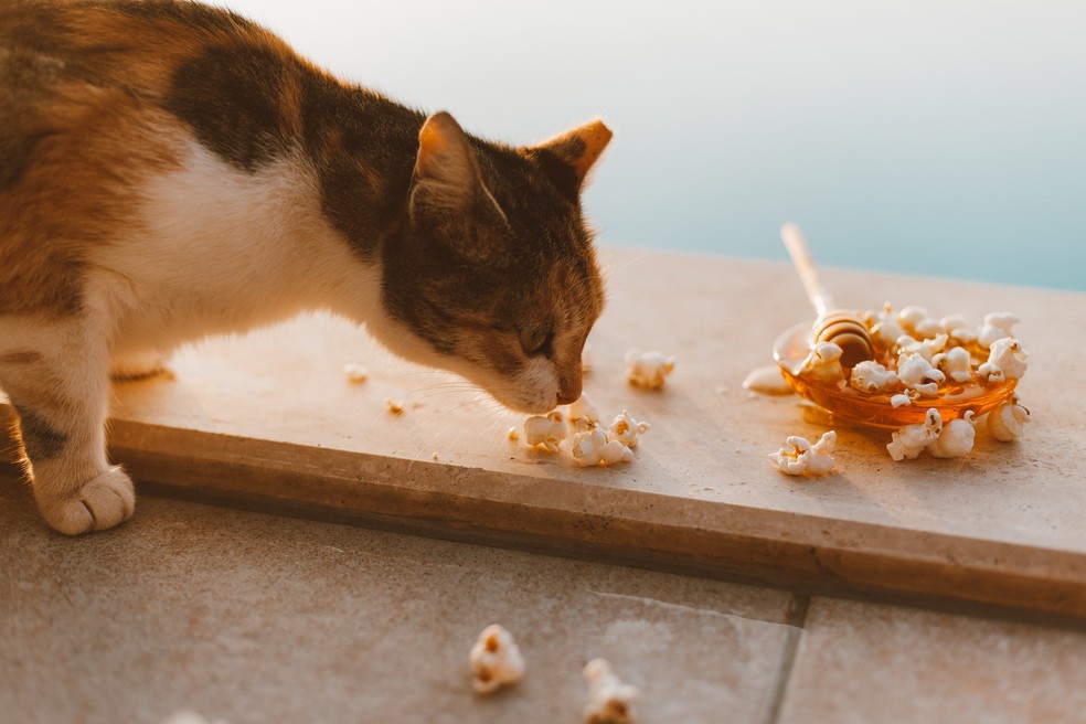 Vídeo para gatos: conheça os benefícios!