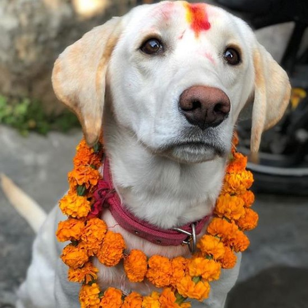 Os cães são celebrados no Tihar porque acredita-se que o deus da morte Yama possua dois cães de guarda que vigiam o inferno hindu — Foto: Twitter/ @NandiniRAgarwal/ Reprodução
