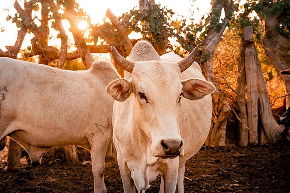 Vacas em fazenda na África — Foto: Rasheedhrasheed/ Wikimedia Commons/ Creative Commons