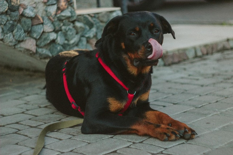 Rottweiler: cão robusto com forte instinto protetor | Raças | Vida de Bicho
