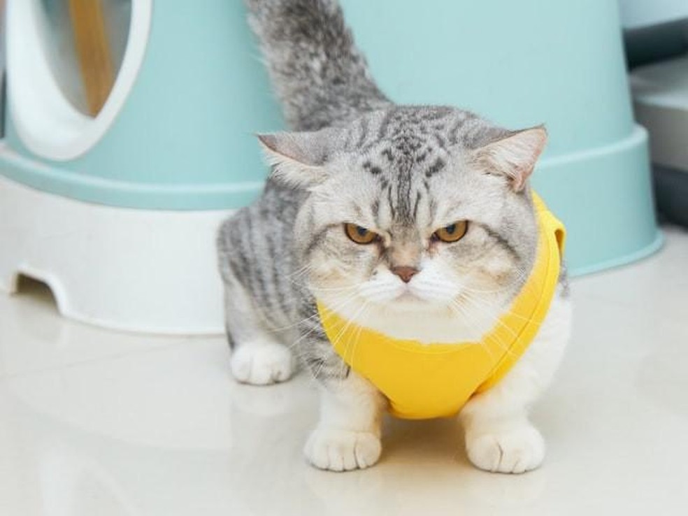 O gato munchkin costuma ser muito companheiro e dócil — Foto: ( Unsplash/ Đồng Phục Hải Triều/ CreativeCommons)