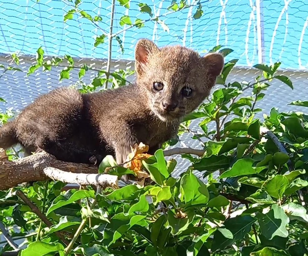 Filhote de jaguarundi em cativeiro — Foto: ( Raquel Soares/ Arquivo Pessoal)