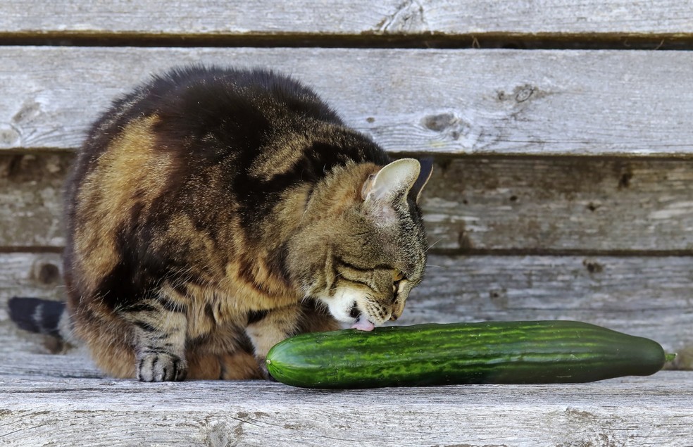 Os gatos se assustam com o pepino, pois o legume é facilmente confundido com uma cobra  — Foto: Canva/ CreativeCommons 