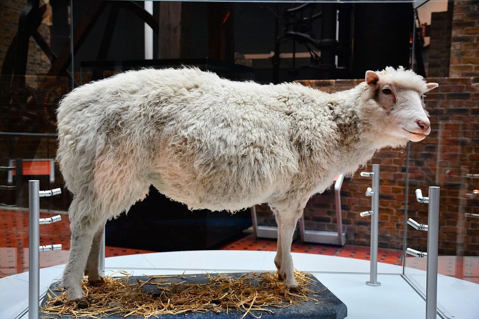 A ovelha Dolly preservada está agora em exibição no Museu Nacional da Escócia, em Edimburgo — Foto: ( Mike McBey/ Wikimedia Commons/ CreativeCommons)
