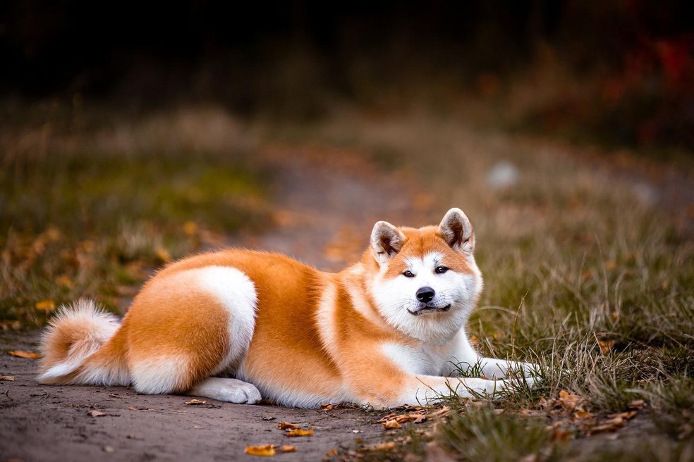 Akita, o cão de companhia queridinho do Japão, Raças