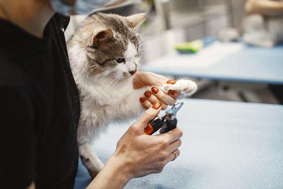 Para veterinários, a unha do gato deve ser cortada por um profissional — Foto: Pexesl/ Gustavo Fring/ Creative Commons