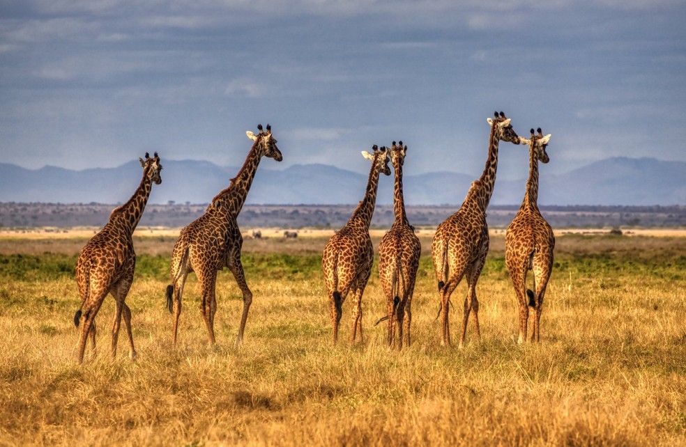 Lynette e Benjamin Hart também observaram que as girafas também lamentam os seus mortos — Foto: Unsplash/ MARIOLA GROBELSKA/ Creative Commons