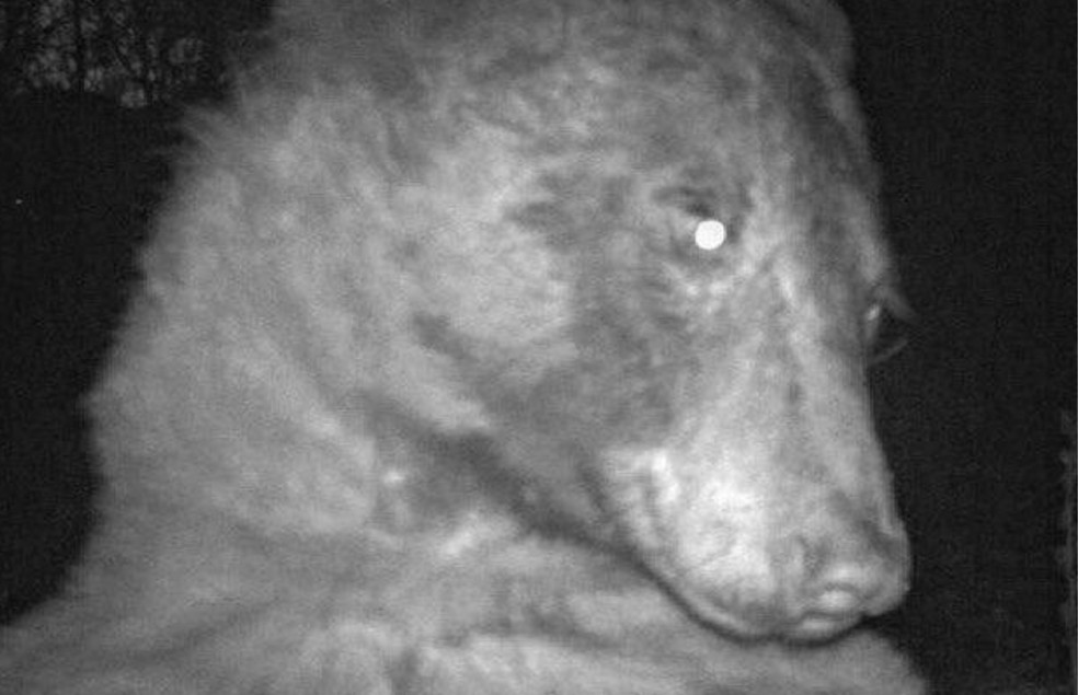 Urso nas redes sociais com 'selfies' capturadas por uma câmera de monitoramento — Foto: Twitter/ @boulderosmp/ Reprodução 