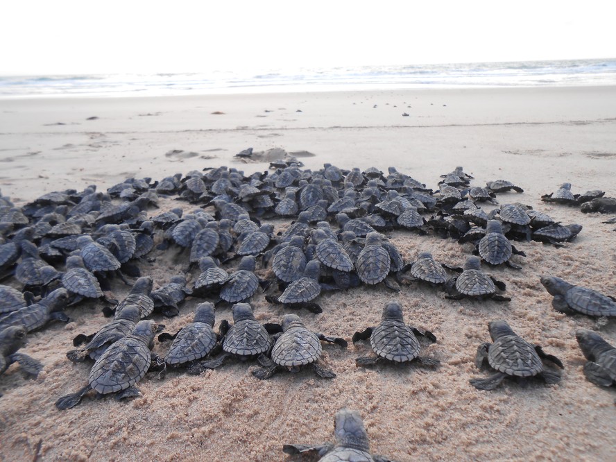 A temporada reprodutiva das tartarugas marinhas ocorre de outubro a junho