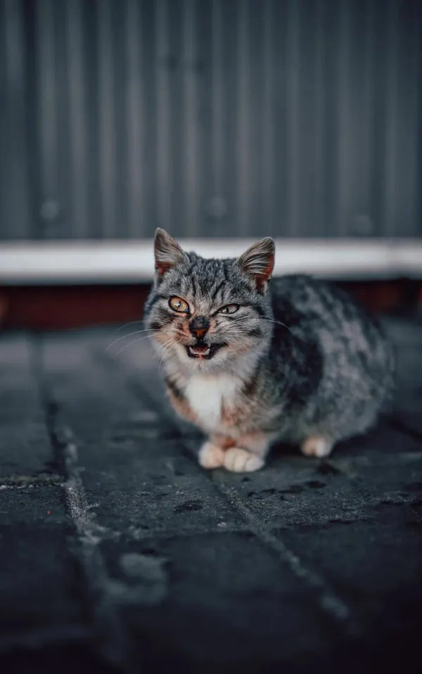 Como acalmar gato com medo de fogos? Veja as dicas!