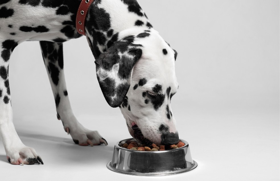 Antes de mudar a dieta do cão, leve-o a um nutricionista veterinário  — Foto: Canva/ CreativeCommons