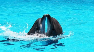 Pesquisas indicam que golfinhos, principalmente fêmeas, apresentam comportamento bissexual