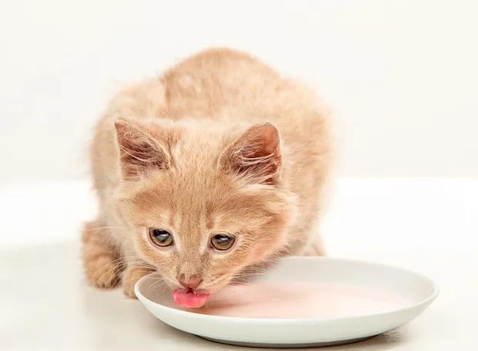 Caso o animal apresente alguma reação, é importante suspender o iogurte da dieta do pet — Foto: ( Freepik/ CreativeCommons)