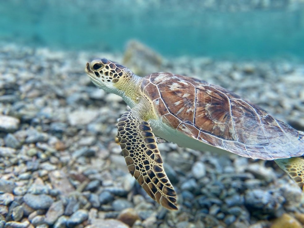 As tartarugas são animais que passam a maior parte de suas vidas no mar, retornando à terra apenas para desovar.  — Foto: ( pexels/ theadventuretravelerscom/ CreativeCommons)