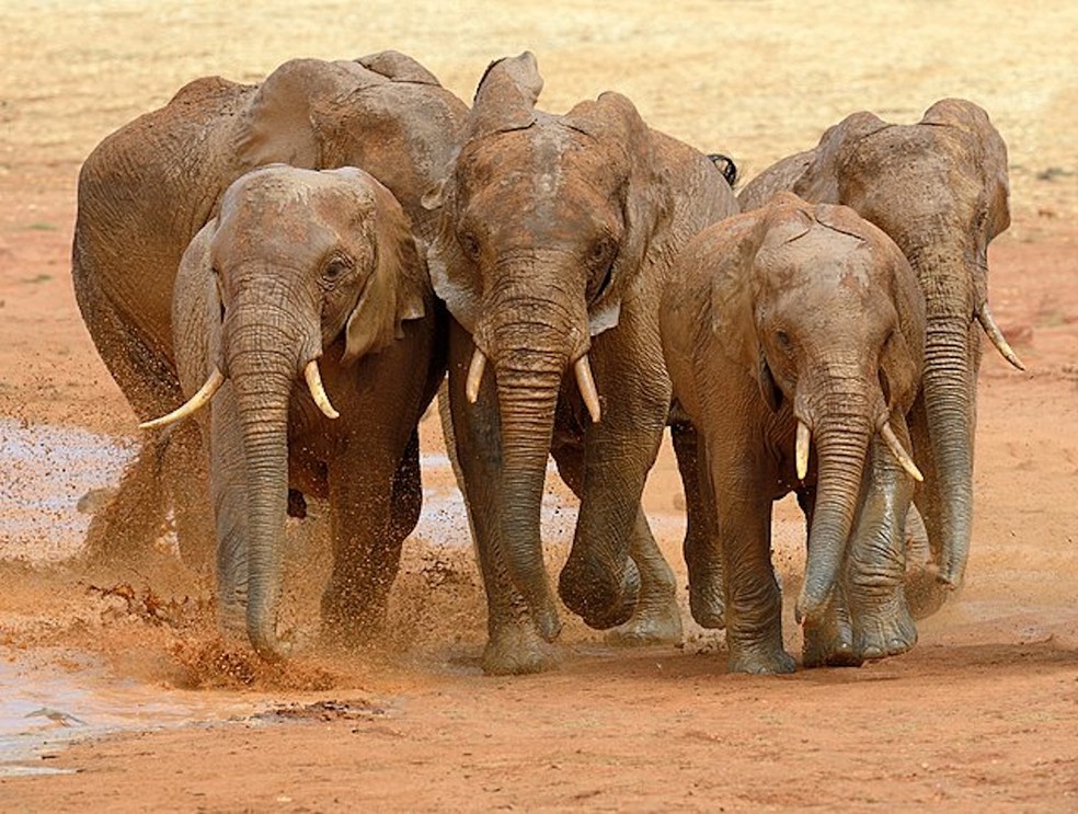 Elefante africano – Loxodonta africana — Foto: Byrdyak/ Wikimedia Commons/ Creative Commons