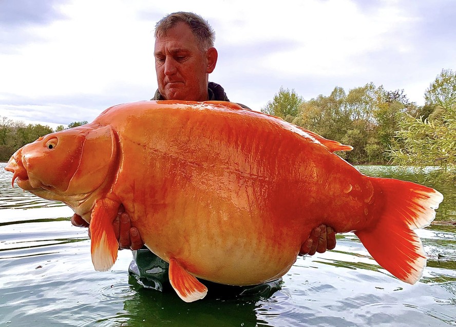 Britânico pesca peixe dourado de mais de 30 kg