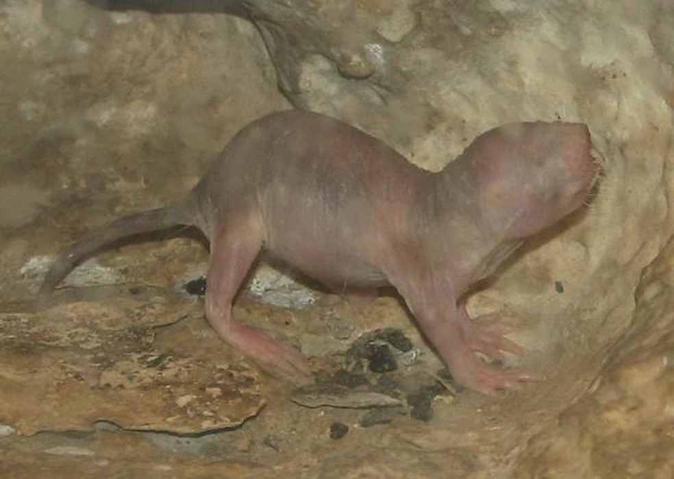 Rato-toupeira-pelado - Heterocephalus glaber — Foto: ( Domínio Público/ WikimediaCommons)