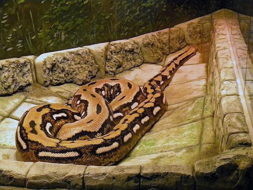 Python reticulatus — Foto: ( Shell Kinney/ Wikimedia Commons/ CreativeCommons)