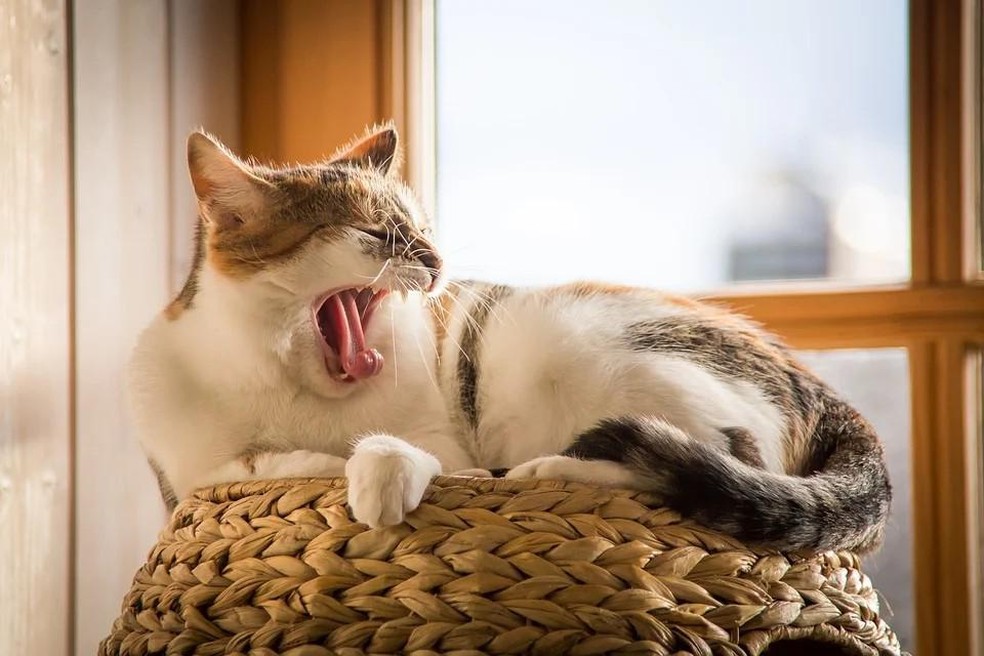 Caso os gatos não durmam o suficiente, podem vir a ter vários problemas de saúde, como ansiedade, depressão e desregularização do organismo — Foto: ( Pixabay/ g3gg0/ CreativeCommons)