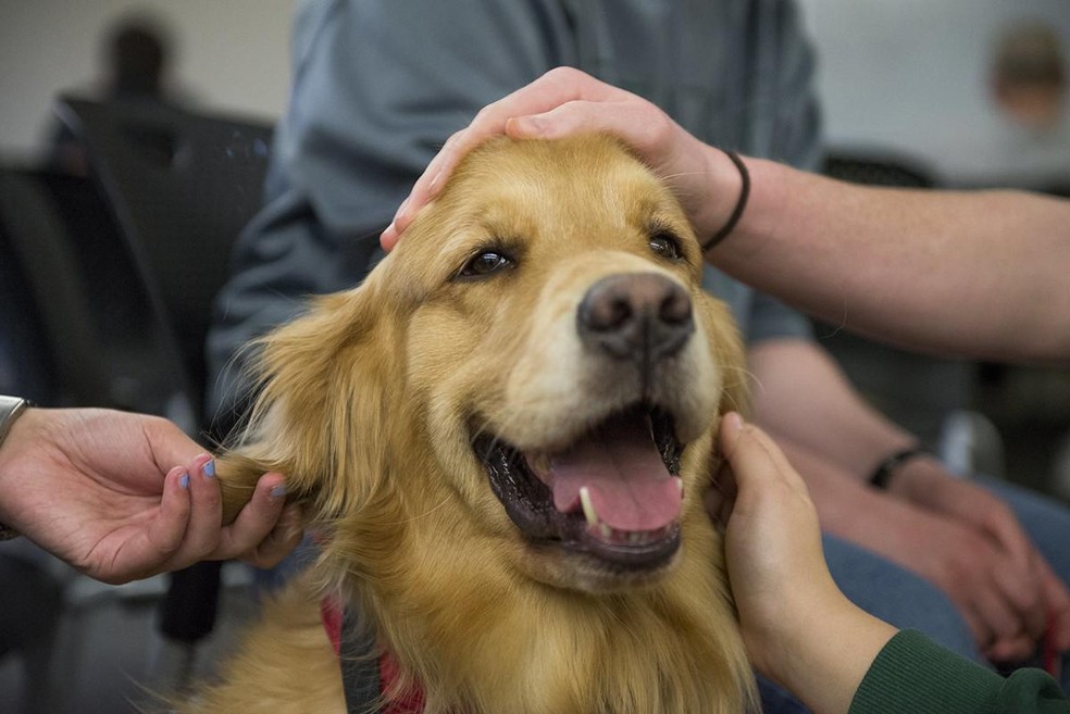Os cães podem melhorar tanto o bem-estar dos pacientes quanto dos profissionais da saúde — Foto: ( Flickr/ Ohio University Libraries/ CreativeCommons)