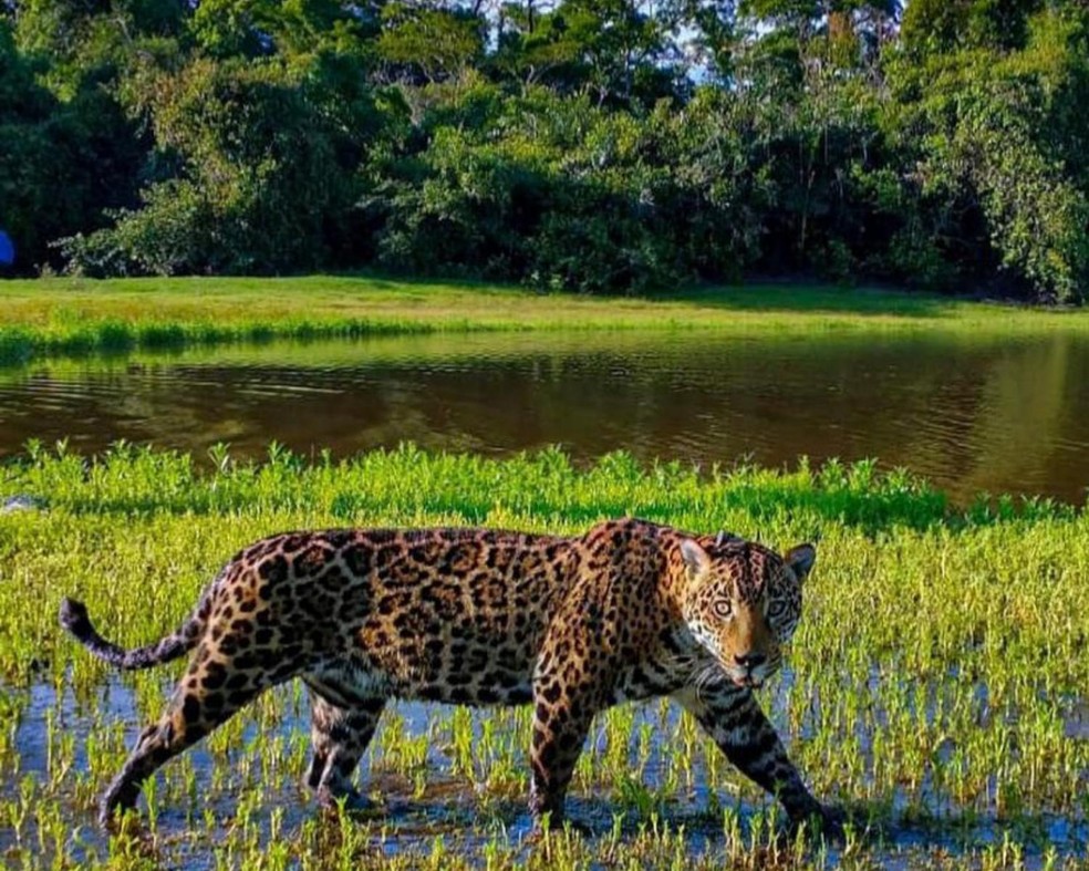 Onça-pintada – Panthera onca — Foto: ( NEX/ Divulgação)