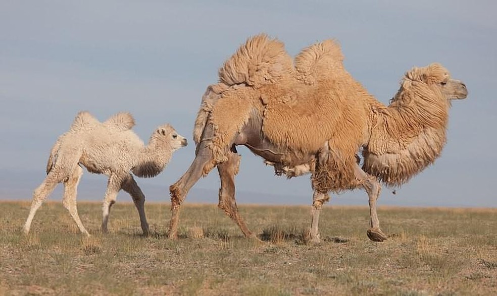 Os camelos vivem em grupos formados por um macho alfa, várias fêmeas e seus filhotes — Foto: ( Alexandr frolov/ Wikimedia Commons/ CreativeCommons)