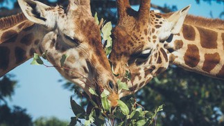 Além do prazer envolvido no ato, girafas machos costumam fazer sexo entre si como forma de demonstração de poder