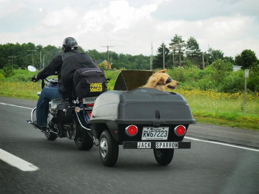 Cachorro pode andar de moto? Descubra se é permitido