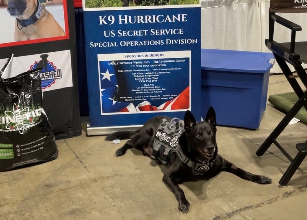 Hurricane é um dos primeiros a receber a Medalha de Serviços Notáveis do Animals in War & Peace — Foto: Instagram/ @k9hurricane/ Reprodução