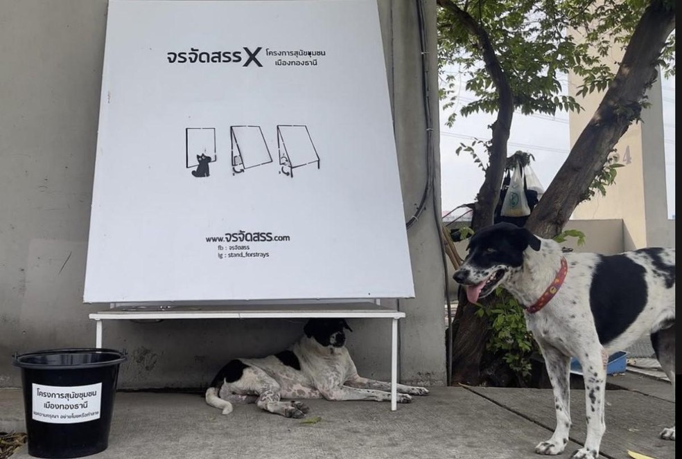 O projeto busca trazer mais segurança para os cães de rua na Tailândia — Foto: ( Instagram/ @stand_forstrays/ Reprodução)