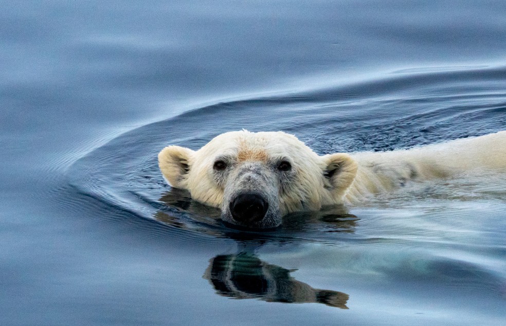 Ursos polares têm sofrido com o aquecimento global — Foto: Canva/ Creative Commoms