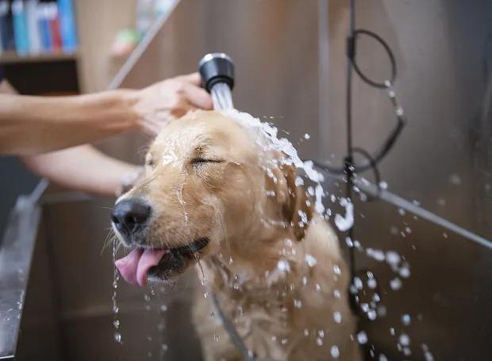 Banho em cães e gatos descubra qual é a frequência ideal