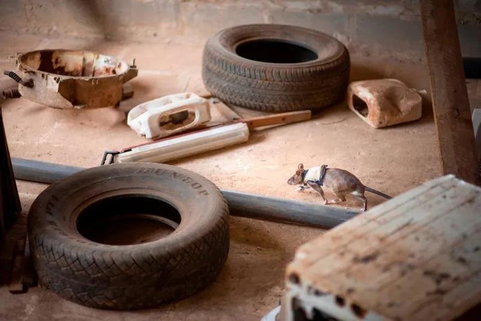 Ratos gigantes são adestrados para salvar vidas em campos minados