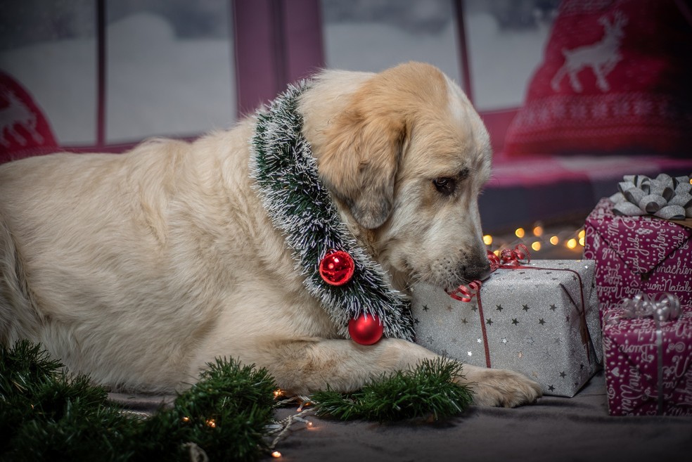 Cães também podem participar da troca de presentes no Natal — Foto: Pixabay/ Sven Lachmann/ CreativeCommons