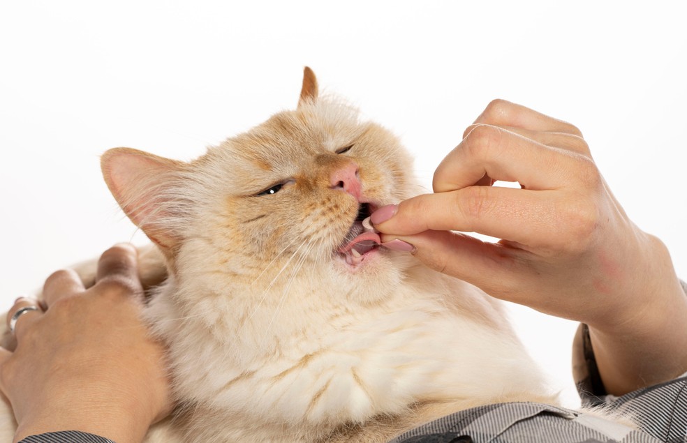 A medicação em forma de comprimido é melhor para os gatos  — Foto: Canva/ CreativeCommons