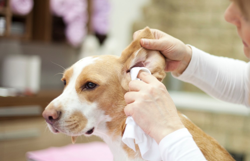 Como saber se o cachorro está com dor de ouvido? Confira os sintomas ...