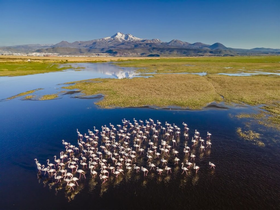 Foto de flamingos em zonas úmidas turcas nativas — Foto: Ramazancirakoglu/ Wikimedia Commons/ CreativeCommons