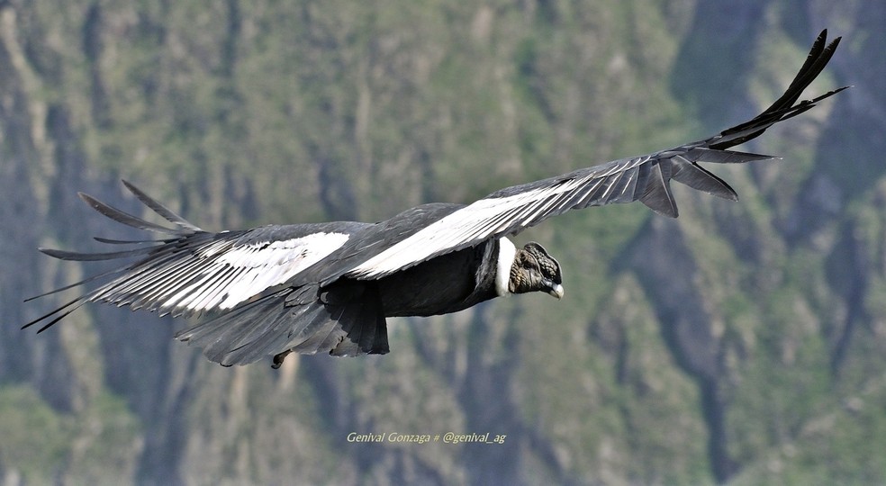 Condor-dos-andes – Vultur gryphus — Foto: Genival Gonzaga/ Wikimedia Commons/ CreativeCommons
