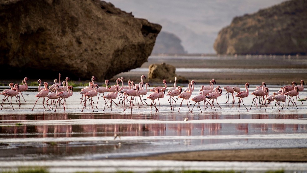 O lago é um importante local de acasalamento para os flamingos, mas também perigoso — Foto: Getty Images