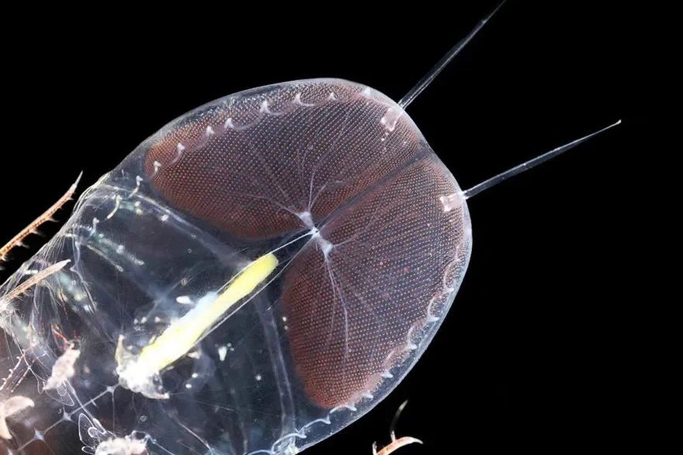 Lado a lado a outros animais, o Cystisoma é como um espaço vazio, pois seu corpo é quase inteiramente transparente — Foto: ( KJ Osborn/ Smithsonian/ Reprodução)