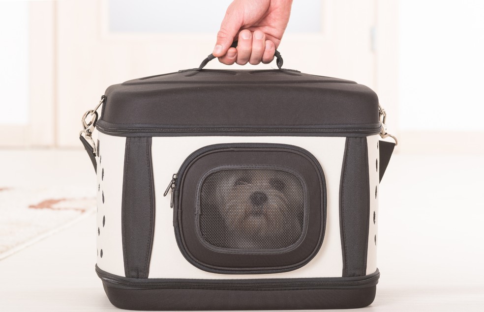 A bolsa de transporte pode ser uma alternativa tanto para cães, quanto para gatos — Foto: Canva/ CreativeCommons