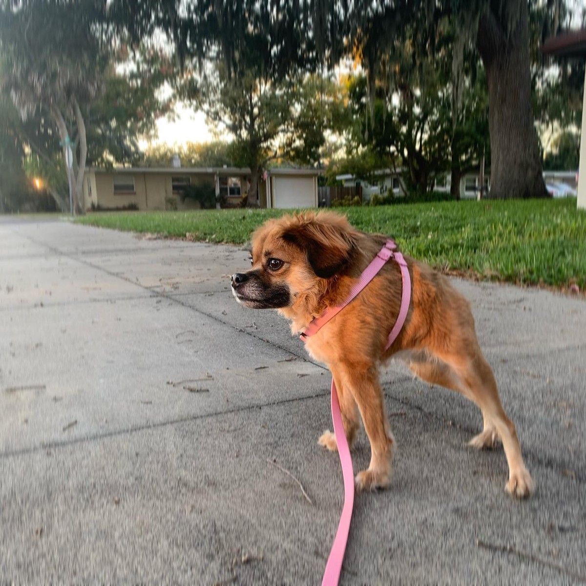 Cachorro cururu: entenda a síndrome que causa encurtamento em cães