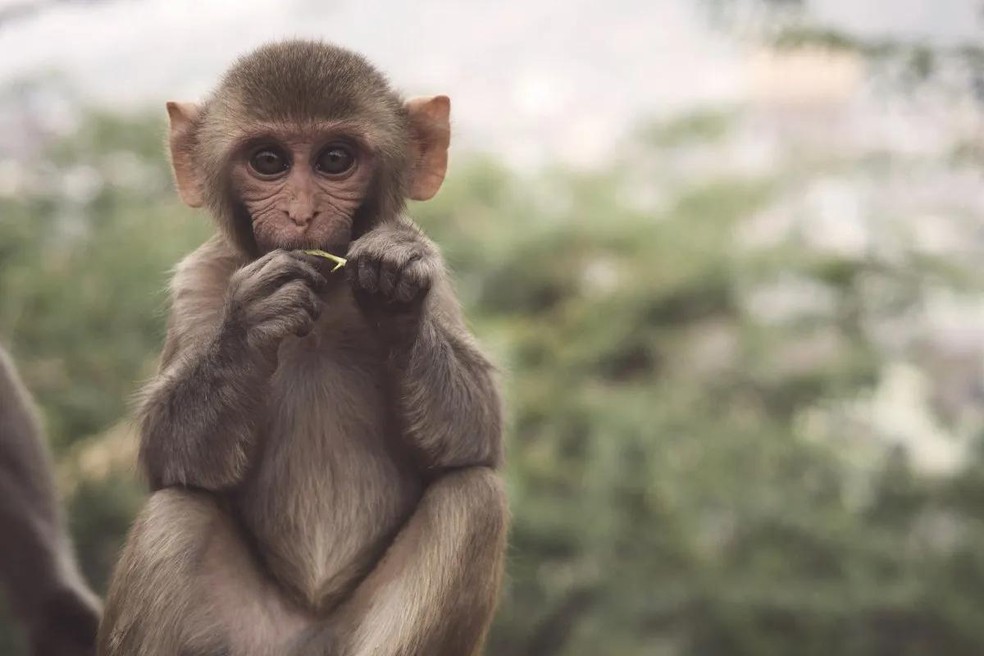 Disseminação global da varíola do macaco em 2022 serve de alerta