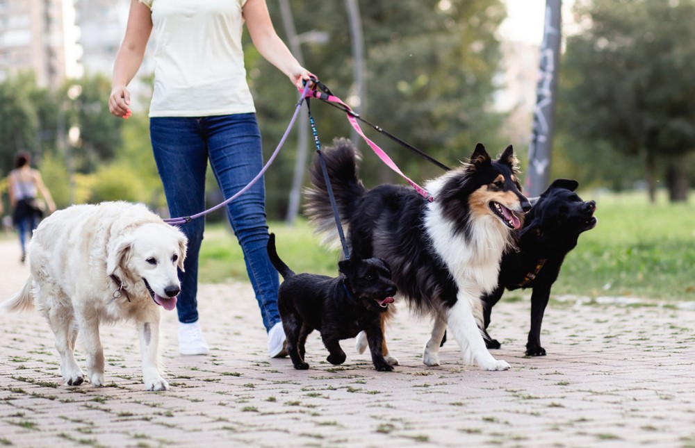 5-dicas-para-tornar-um-passeador-de-c-es-n-o-basta-s-gostar-de-pets