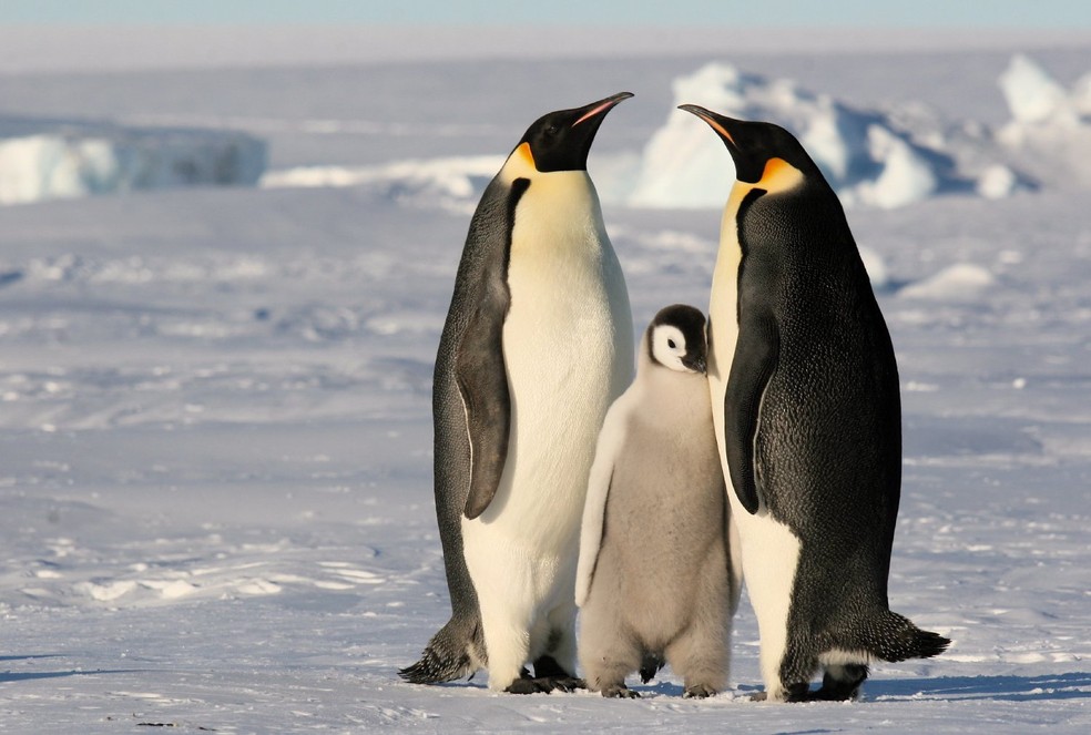 Os pinguins-imperadores vivem em áreas remotas, inacessíveis e com temperaturas que podem chegar a -60 °C — Foto: Flickr/ Martha de Jong-Lantink/ CreativeCommons
